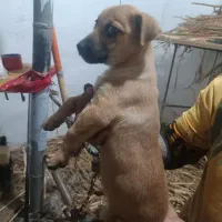 سگ پا کوتاه|سگ|آشخانه, |دیوار