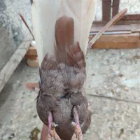 کفتر ملقی|پرنده|رفسنجان, |دیوار