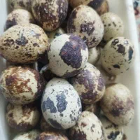 تخم نطفه دار بلدرچین