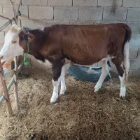 گوساله