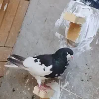 چپ سیاه گلدار ماده
