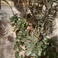 گل طبیعی|گل و گیاه طبیعی|شیراز, علی آباد|دیوار