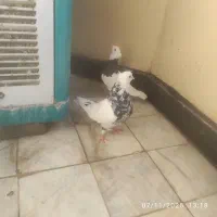 کبوتر طوقی کفترطوقی زرین سیاه الماسی زرد ابی|پرنده|پردیس, فاز ۴|دیوار