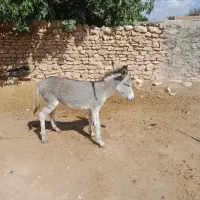 الاغ