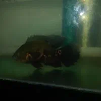 آکواریوم بزرگ و ماهی اسکار بزرگ|ماهی|گرگان, |دیوار