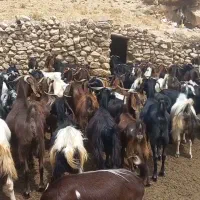 بز داشتی