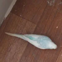 مرغ عشق|پرنده|شیراز, وصال|دیوار