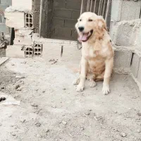 واگذاری گلدن واگذاری