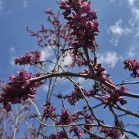 تور گروهی پیمایش رودخانه دره ارغوان