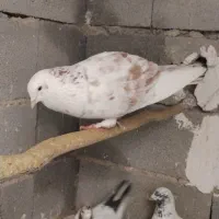 6جفت کبوتر فروشی