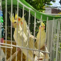 عروس هلندی|پرنده|الوند, |دیوار