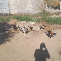 خروس لاری|حیوانات مزرعه|ننور, |دیوار