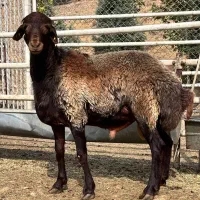 بره نر