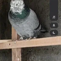 کفتر باخت رفته