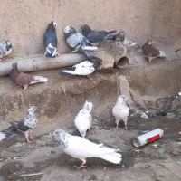 کفتر یا کبوتر|پرنده|قم, نیروگاه|دیوار