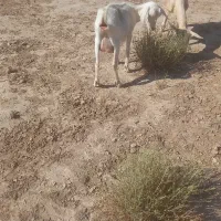 دوعدد بز کل سانن دوقلو زا وپرشیر