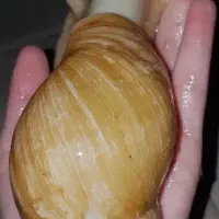 فروش ۳ عدد حلزون مولد