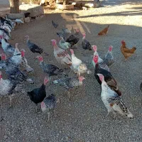 ۳۵ عدد بوقلمون|حیوانات مزرعه|نورآباد, |دیوار