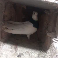 کبوتر|پرنده|نیشابور, مازول|دیوار