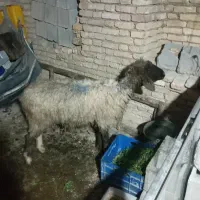 بره شیشک جون فروشی شهر فارسان