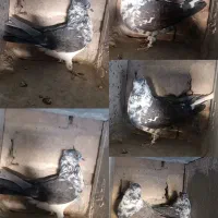 کفتر پرشی|پرنده|قم, حنیف نژاد|دیوار