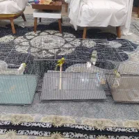 قناری نر و ماده
