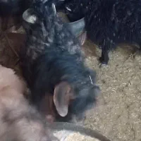 بزغاله نر|حیوانات مزرعه|بیرجند, |دیوار