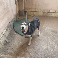 سگ هاسکی ماده