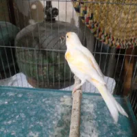 قناری نرو ماده|پرنده|رشت, دیانتی|دیوار