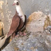 کبوتر سینه قهوای  طوق الماس  عطیقه