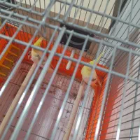 عروس هلندی|پرنده|محمدشهر, کوی بهار|دیوار