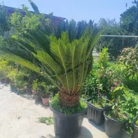 گل سیکاس ده ساله