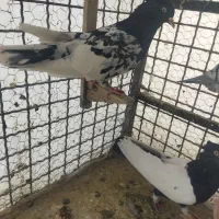 کفتر پلنگ افغانی و طاووسی ،ساده کاملی و کله سیاه|پرنده|مشهد, امیریه|دیوار