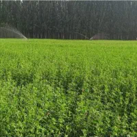 یونجه بسته انباری ۵ ساله کامل خشک