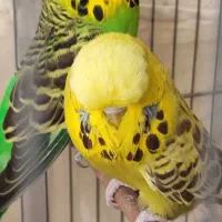 مرغ عشق انگلیسی