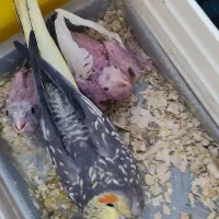 جوجه عروس هلندی|پرنده|اهر, |دیوار