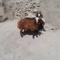 بره وبزغاله