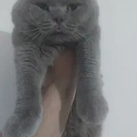 سه گربه اسکاتیش بلو و بلو پوینت