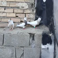 طوقی