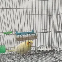 عروس هلندی گمشده