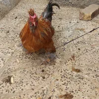 خروس|حیوانات مزرعه|هرسین, |دیوار