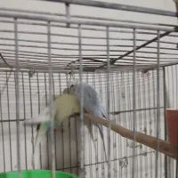 یک جفت مرغ عشق