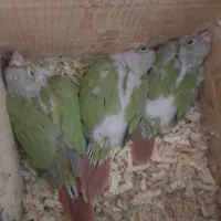 ۳ عدد جوجه گرینچیک اناناسی سرلاکی