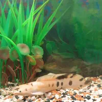 ماهی کت آفریقایی