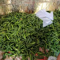 خیار معمولی