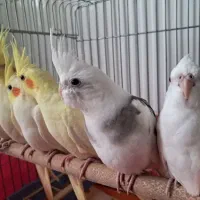 فروش انواع عروسهلندی جوجه وبالق