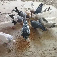 کبوتر، مرغ و خروس