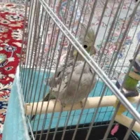 طوطی عروس|پرنده|تاکستان, |دیوار