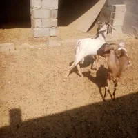 بز و کهره|حیوانات مزرعه|لامرد, |دیوار