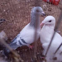 کفتر|پرنده|بیرجند, |دیوار